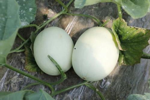 吃瓜菇,揭秘娱乐圈的幕后故事