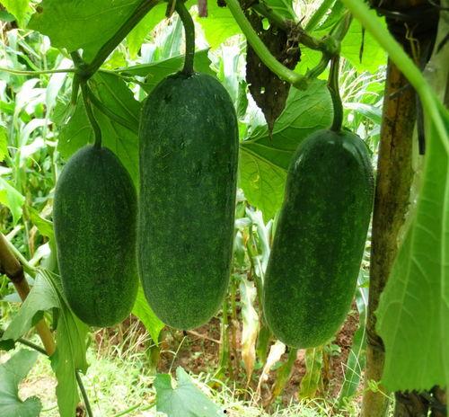 吃瓜种瓜头像,吃瓜种瓜头像背后的趣味人生