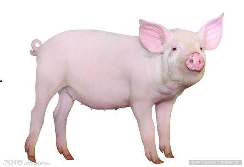 猪吃瓜的素材视频,猪吃瓜的趣味瞬间