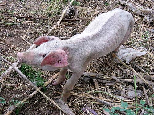 瘦猪吃瓜,揭秘娱乐圈的八卦盛宴