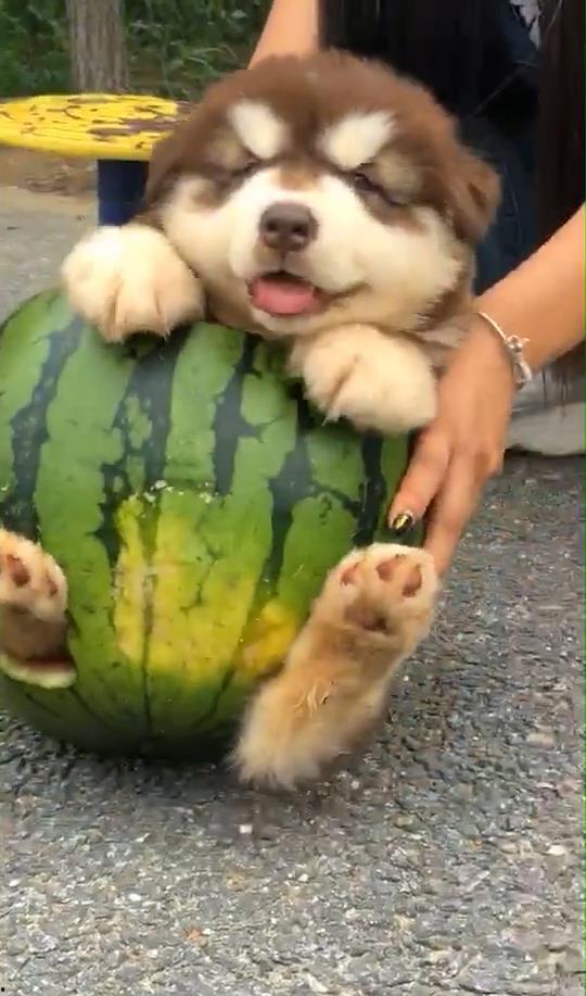 小圆瓜狗狗吃,小圆瓜狗狗的美食探险之旅