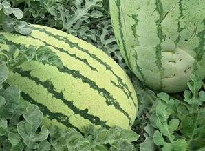 放瓜吃瓜,放瓜吃瓜，共享欢乐时光