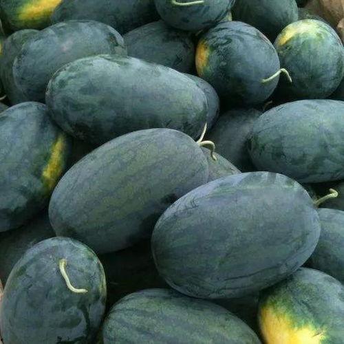 黑饱宝吃瓜照片,萌态十足引网友热议