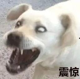 狗吃瓜表情包图片,萌态可掬，笑料横生