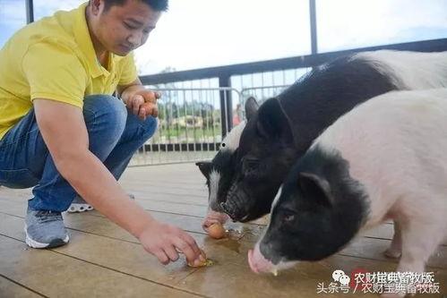 鲁冰花小猪吃瓜,鲁冰花小猪的夏日瓜果盛宴