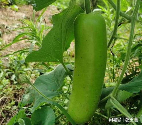 瓠瓜夏天怎么吃,清爽瓠瓜美食攻略