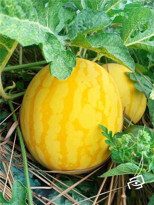 吃瓜的收获,揭秘娱乐圈幕后故事