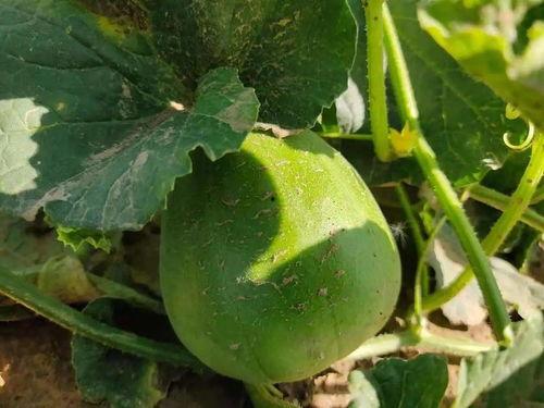 打卡吃瓜广西,畅享美食与瓜果盛宴