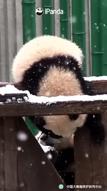 熊猫吃瓜熊全集