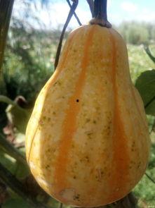 韩城直播吃瓜,揭秘网红幕后生活