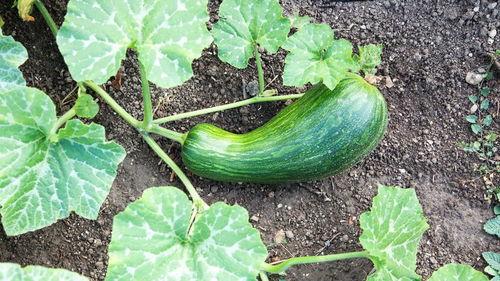 苹果瓠瓜怎么吃的,探索美味与营养的完美结合