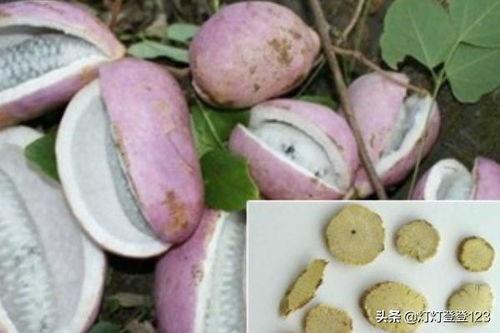 八月瓜怎么吃不会吃,避免误食的秘诀