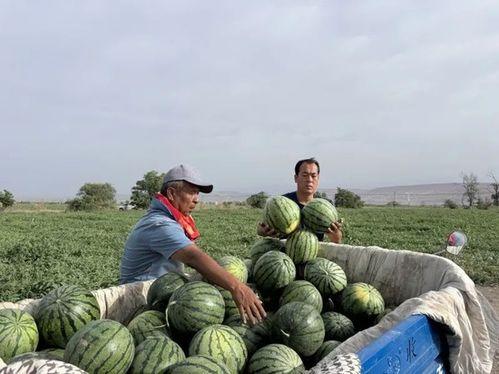 古县吃瓜,探寻千年瓜果文化的魅力