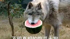 我们只知道吃瓜