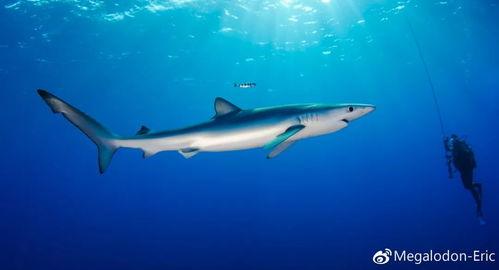 吃瓜鲨鱼的图片,揭秘吃瓜鲨鱼的独特魅力