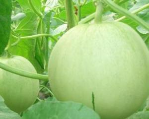 田瓜可吃吗,探究其可食用性及营养价值