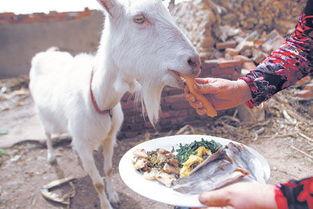 羊羊吃瓜怪,与吃瓜怪共度欢乐时光