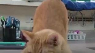 正常吃瓜犯法吗,正常吃瓜是否触犯法律？