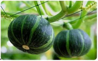 吃楠瓜的楠瓜,吃楠瓜的奇妙之旅