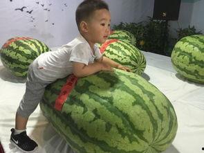 仁怀吃瓜事件,一场引发全民热议的网络狂欢