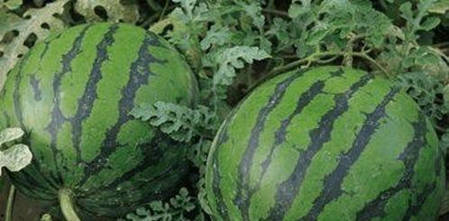 西瓜视频笨笨吃瓜,笨笨吃瓜，趣味横生的美食之旅