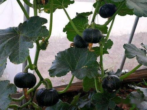 早上吃贝贝瓜还用吃蔬菜吗