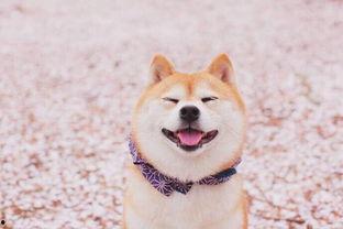 柴犬可以吃白瓜吗吗,白瓜是否适合作为其美食伴侣？