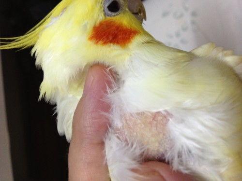 哈密瓜玄风鹦鹉可以吃不,探索鹦鹉的饮食新选择