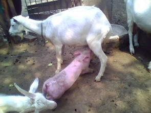 小猪吃羊瓜好吗