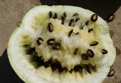 孕妇可以吃籽瓜,籽瓜的营养与食用指南