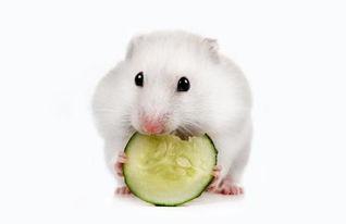 仓鼠可以吃原味瓜,仓鼠的夏日美味佳肴