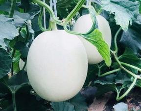 西瓜可以跟蜜瓜一起吃吗,健康美味两不误