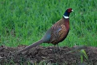 怎样预防野鸡吃瓜