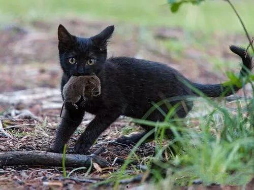 猫鼠吃瓜,揭秘动物界的趣味互动