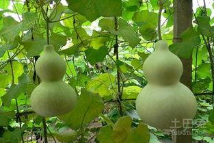 葫芦瓜可以干吃吗,天然零食，干吃新体验